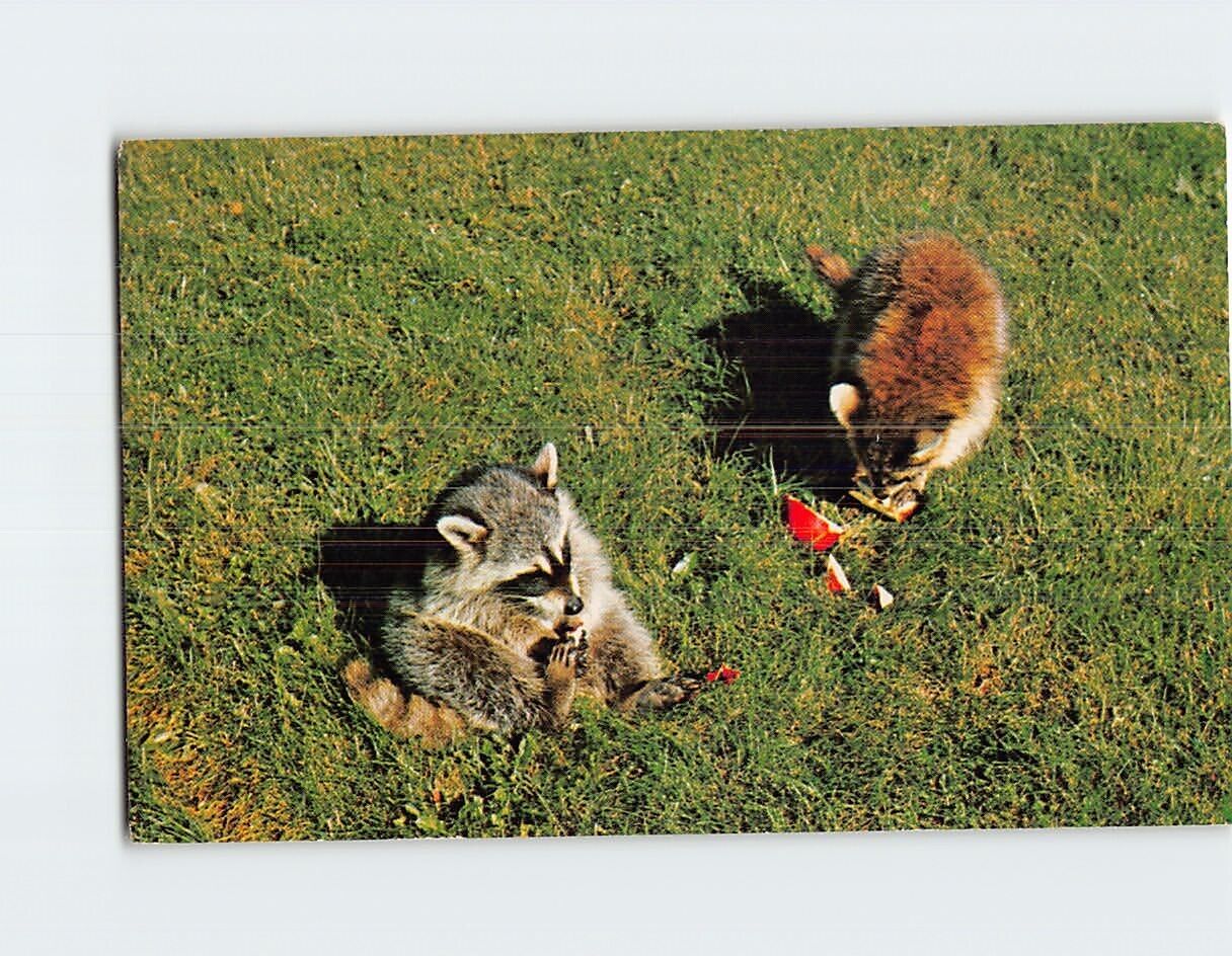 Postcard Two Cute Racoons Eating in the Grass