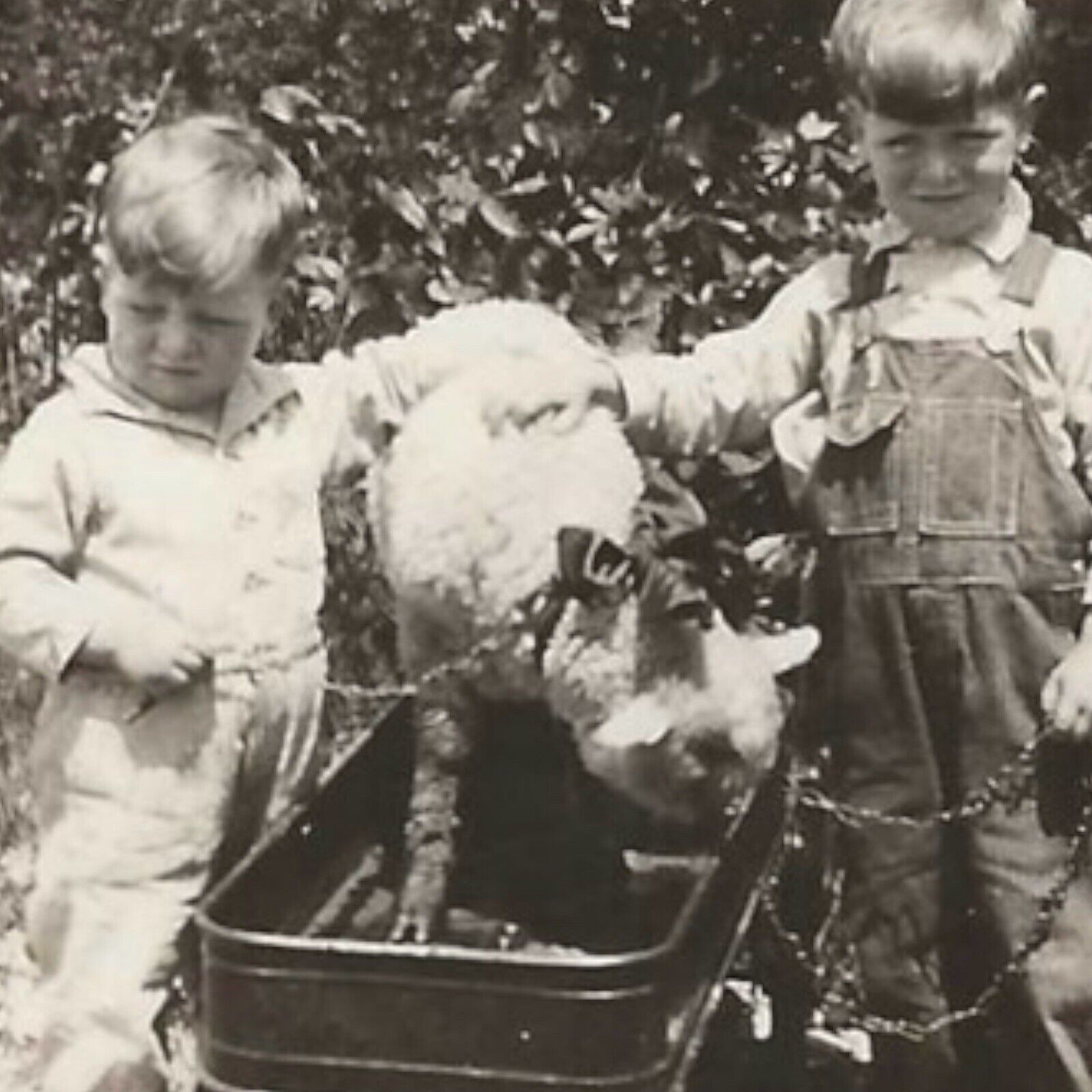 Vintage Snapshot Photo Adorable Baby Lamb Riding In Toy Wagon Bow Around Neck