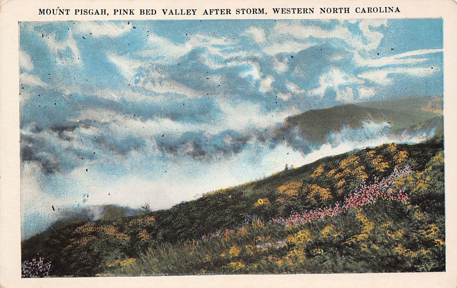 Asheville NC Mount Pisgah National Forest Pink Bed Valley Vtg Postcard C14
