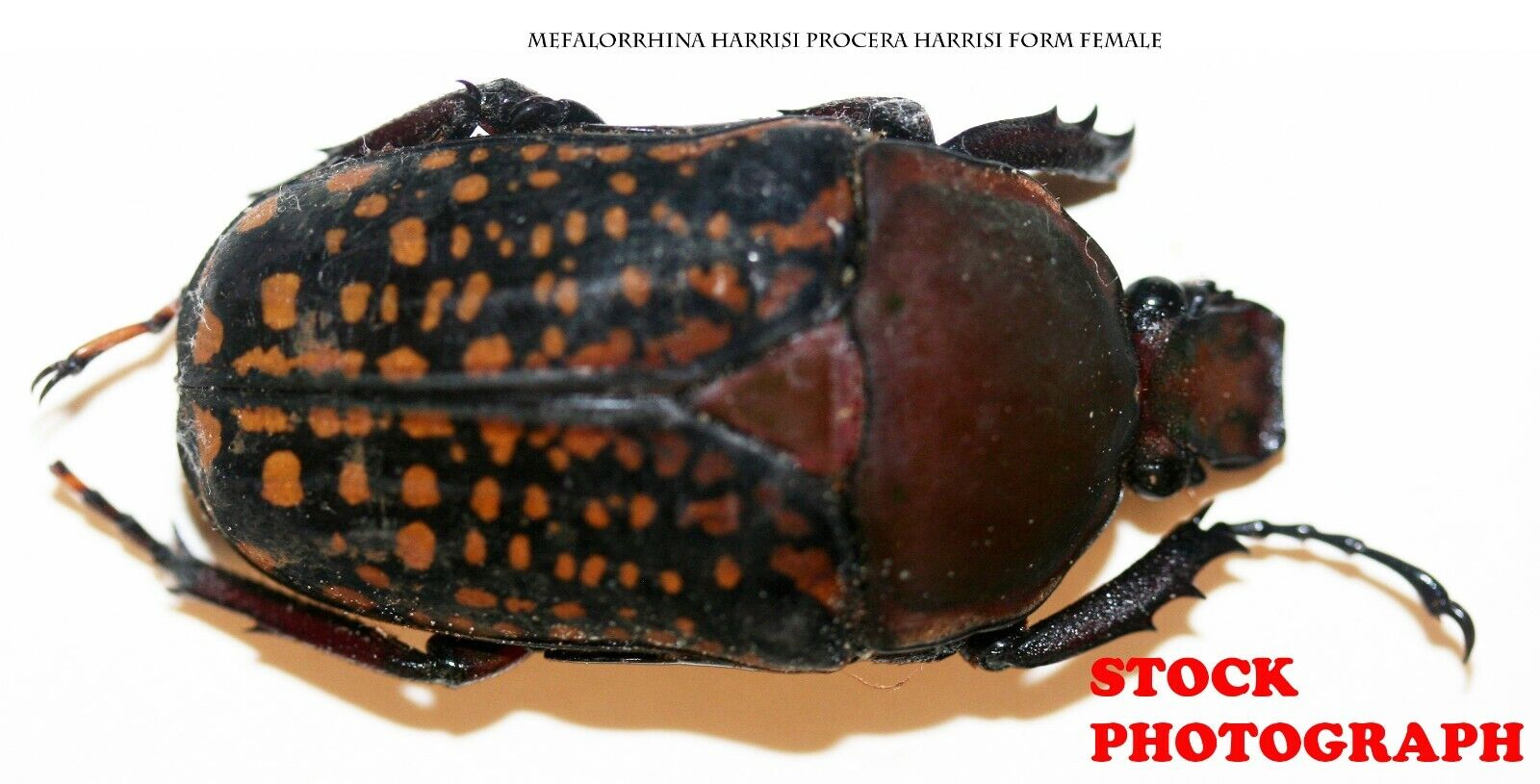 Insect Beetle Coleoptera Cetoniidae Megalorrhina harrisi Female