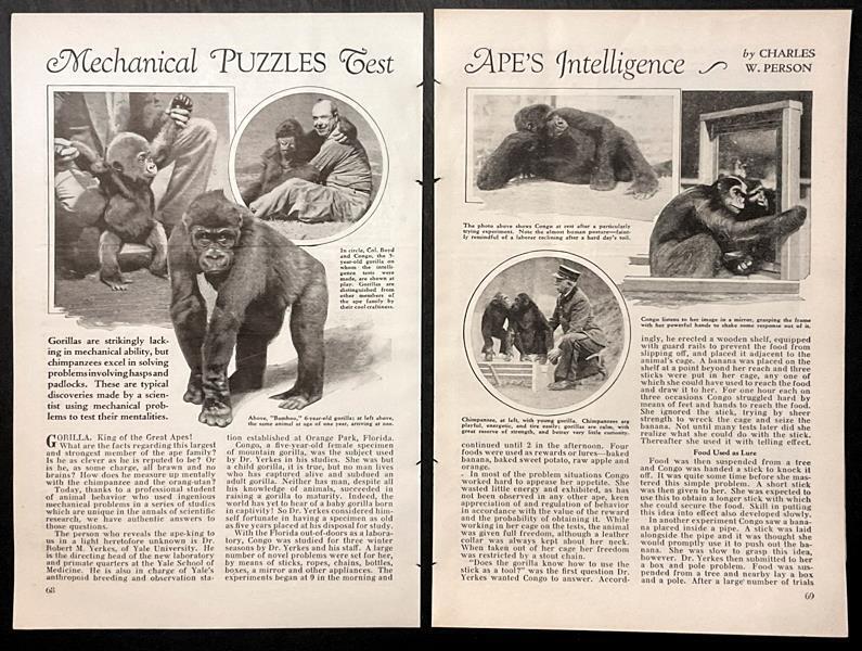“Mechanical Puzzles Test Ape’s Intelligence” 1932 article Robert Yerkes~Gorillas