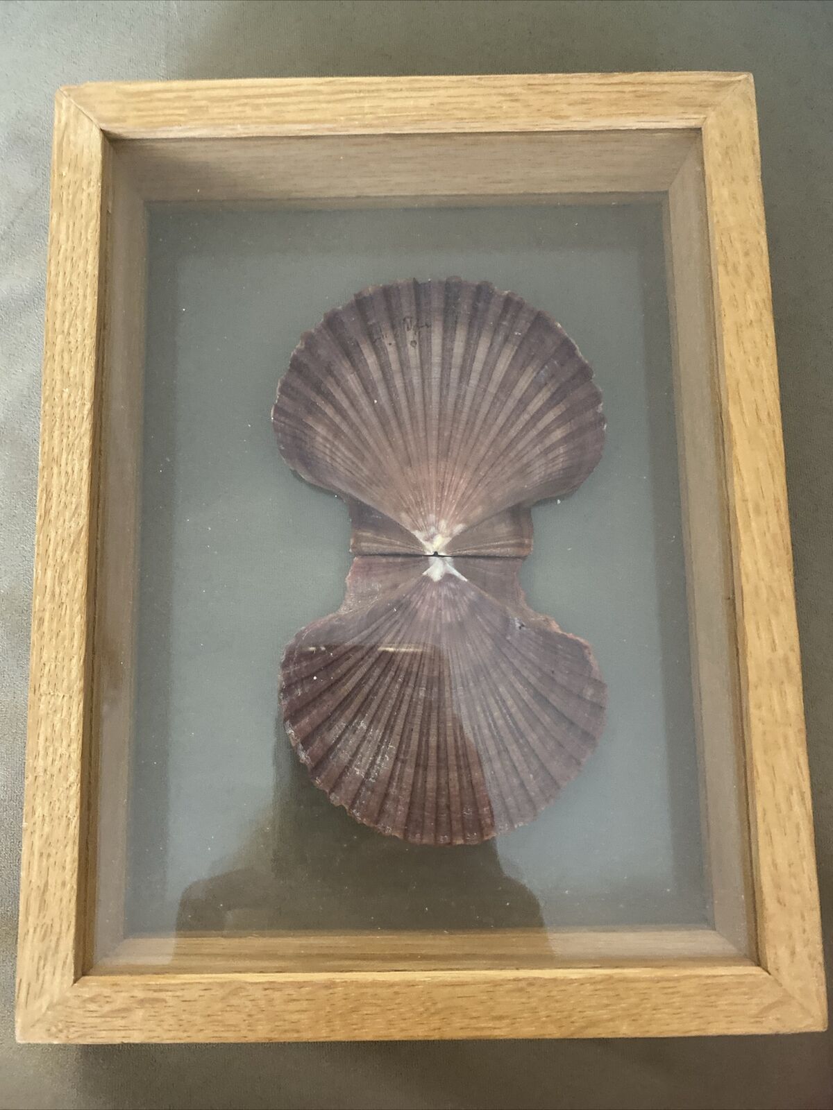 1 DOUBLE PANE GLASS FRAMED ART WITH SHELLS