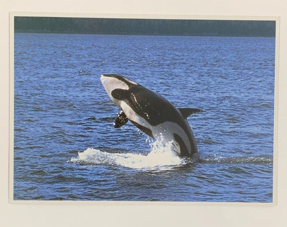 Orcas Killer Whales Breaching or Leaping out of the Water Postcard Unposted