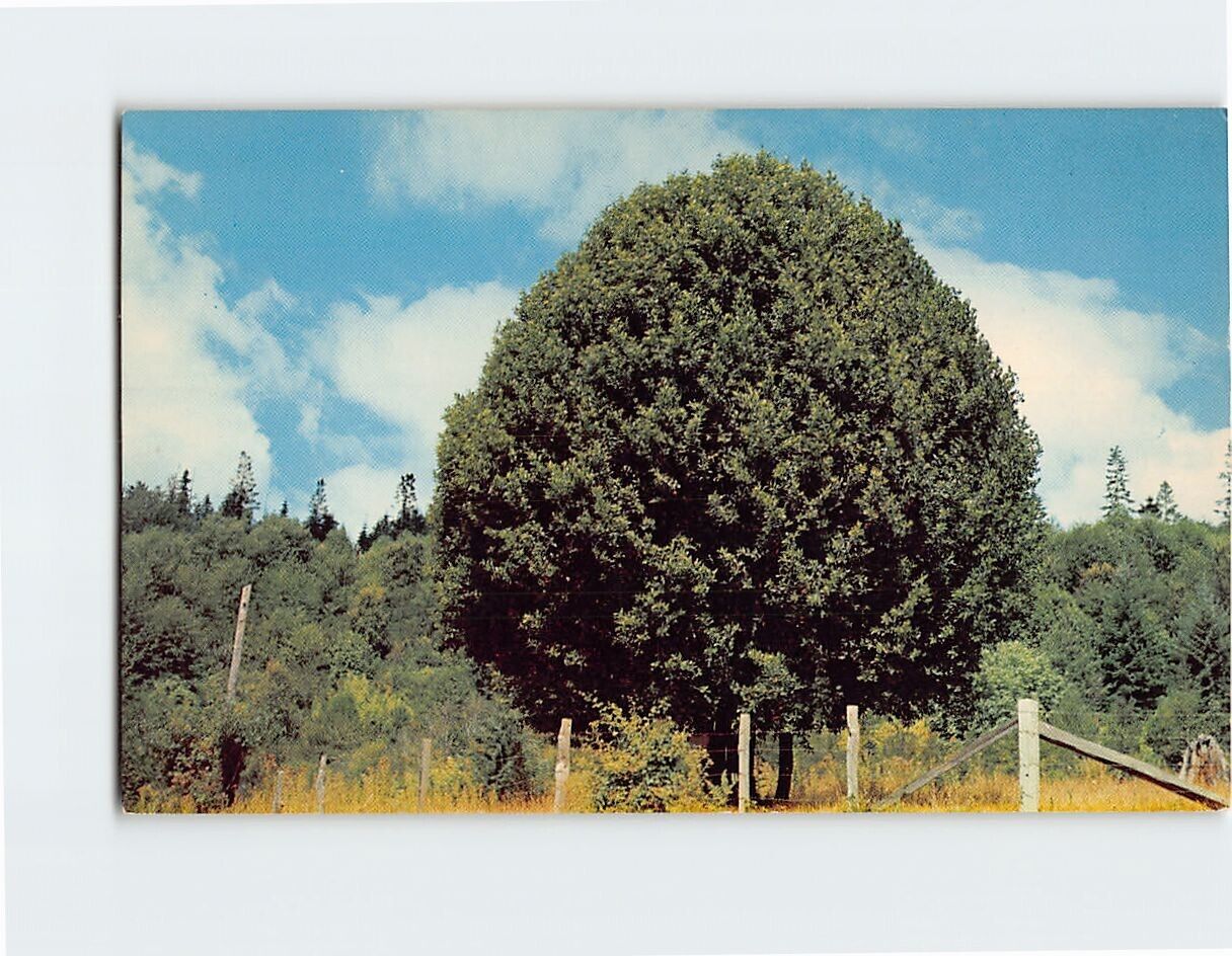 Postcard Oregon Myrtle Trees In southwestern Oregon USA
