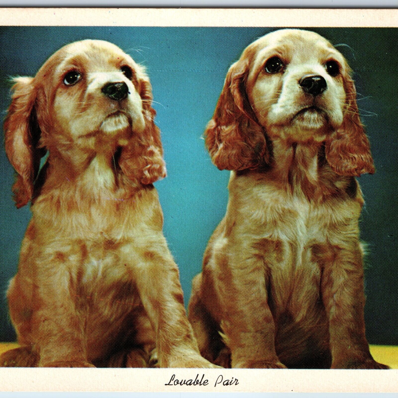 c1960s Adorable Puppies Golden Retriever Dogs Pups Cancel Creston, IA PC A239