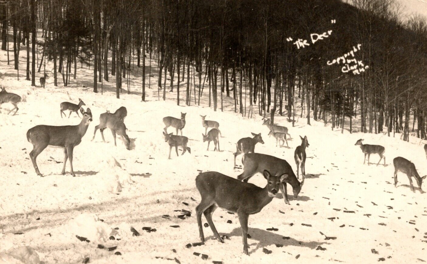 RPPC c1940s Deer In A Field By Woods VINTAGE Postcard
