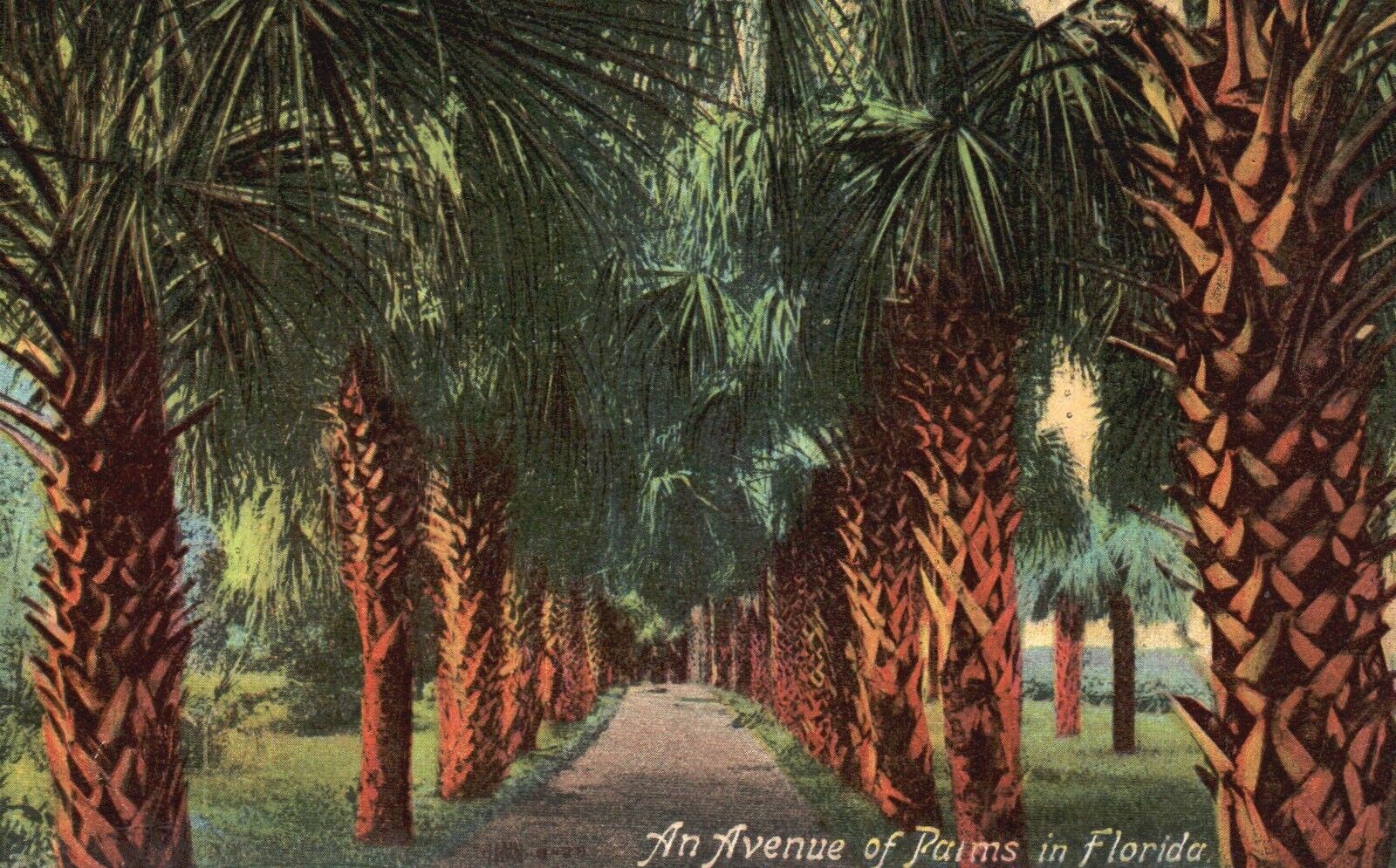 Postcard FL An Avenue of Palms in Florida Divided Back Unposted Vintage PC H7351