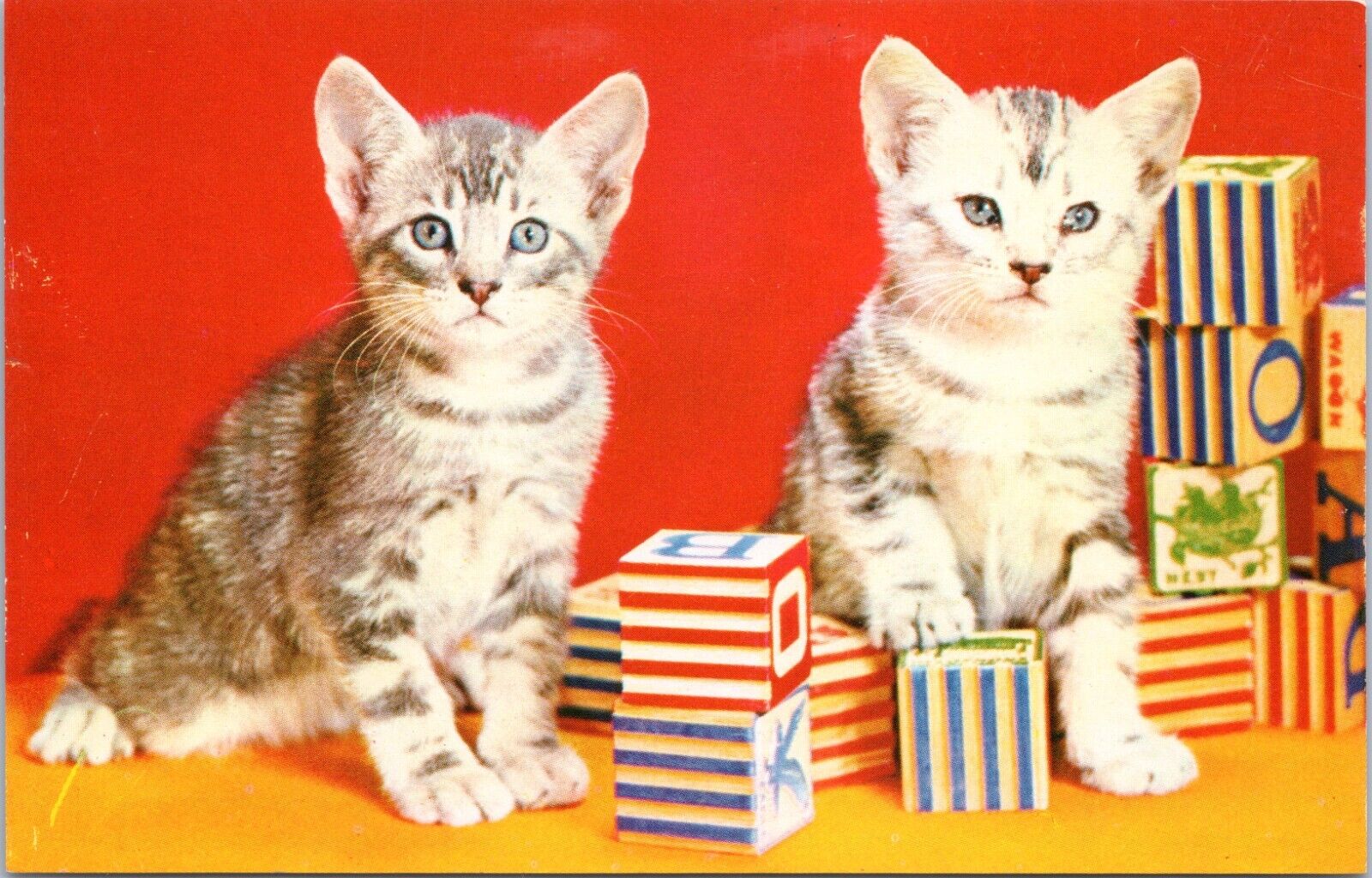 c1960\'s Kittens with toy blocks, Vintage Chrome Postcard, really nice card, cats