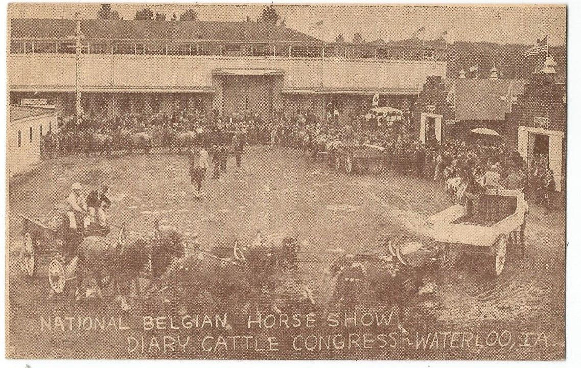 Waterloo, IA Iowa 1952 Postcard, Horse and Cow Congress