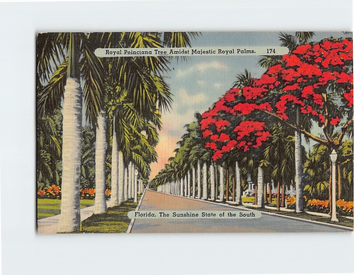 Postcard Royal Poinciana Tree Amidst Majestic Royal palms Florida USA