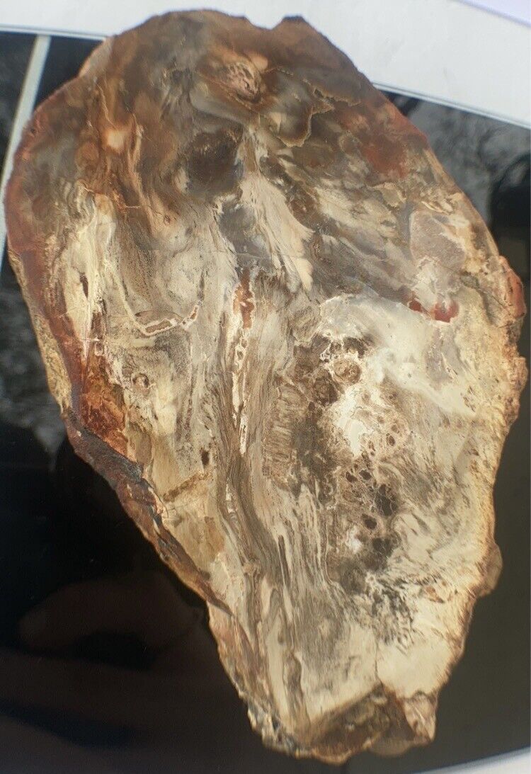 Petrified Wood Slab 423Gram/both Sides Polished,Bark Ring On/Beautiful Specimen