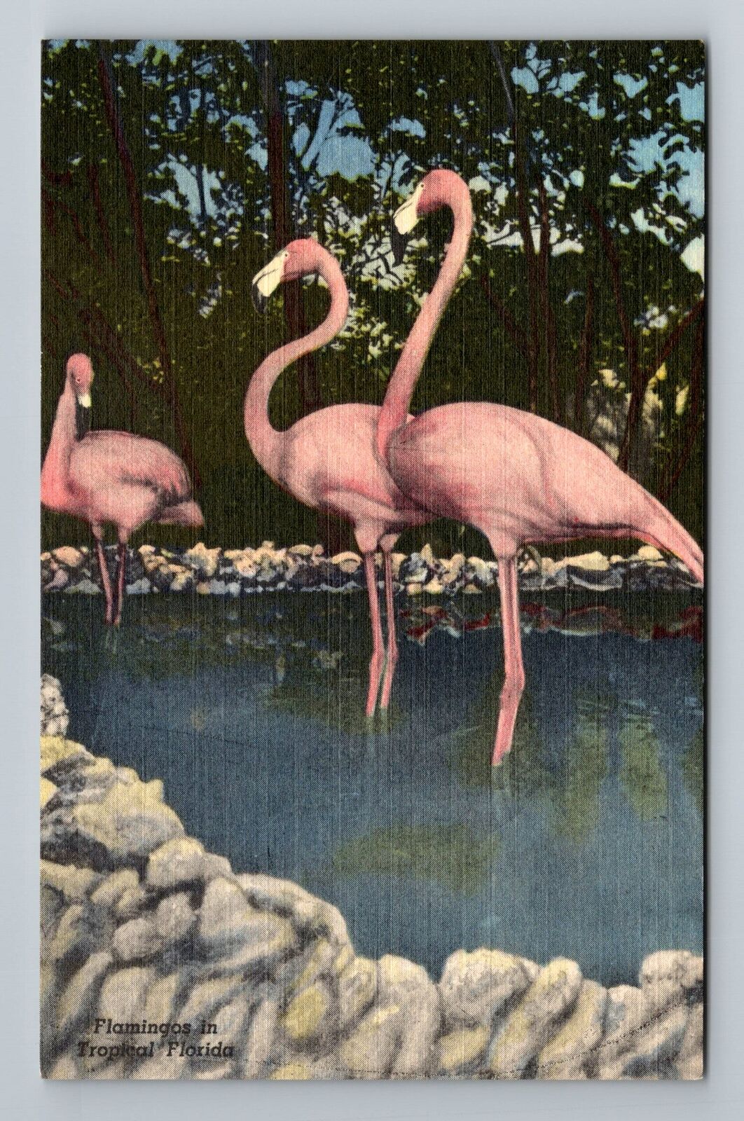 St Petersburg FL-Florida, Wild Animal Ranch, Vintage Postcard