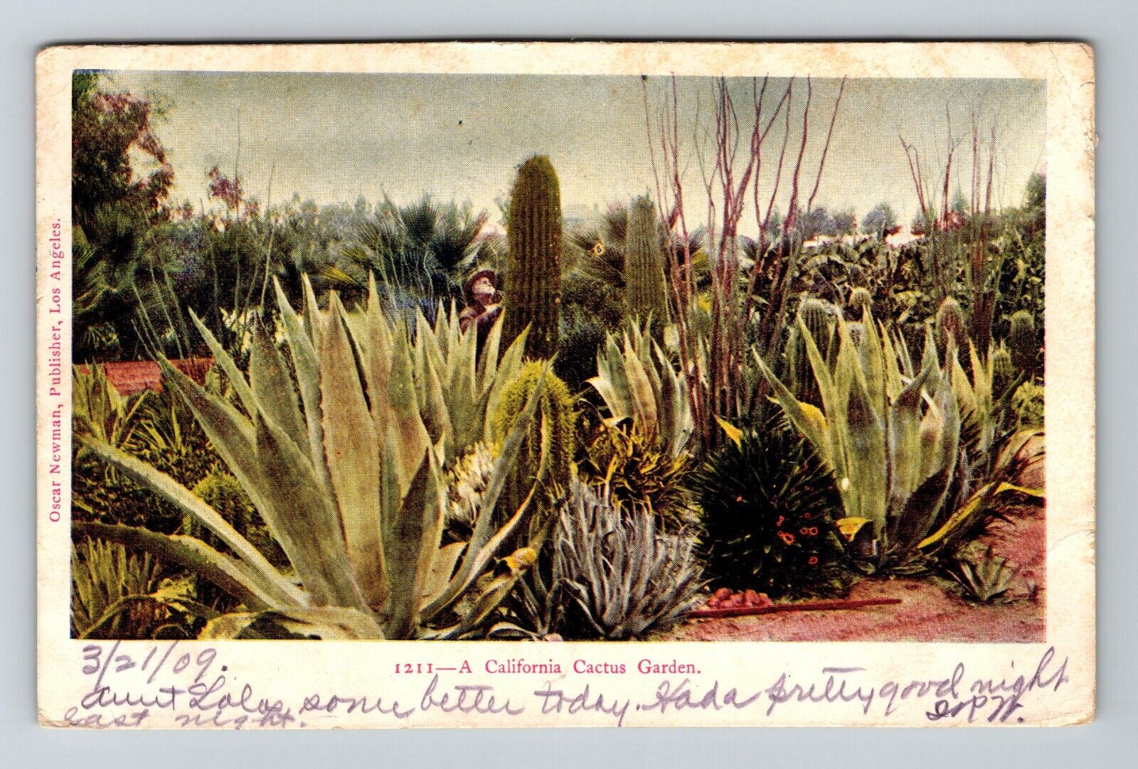 A California Cactus Garden Vintage Souvenir Postcard