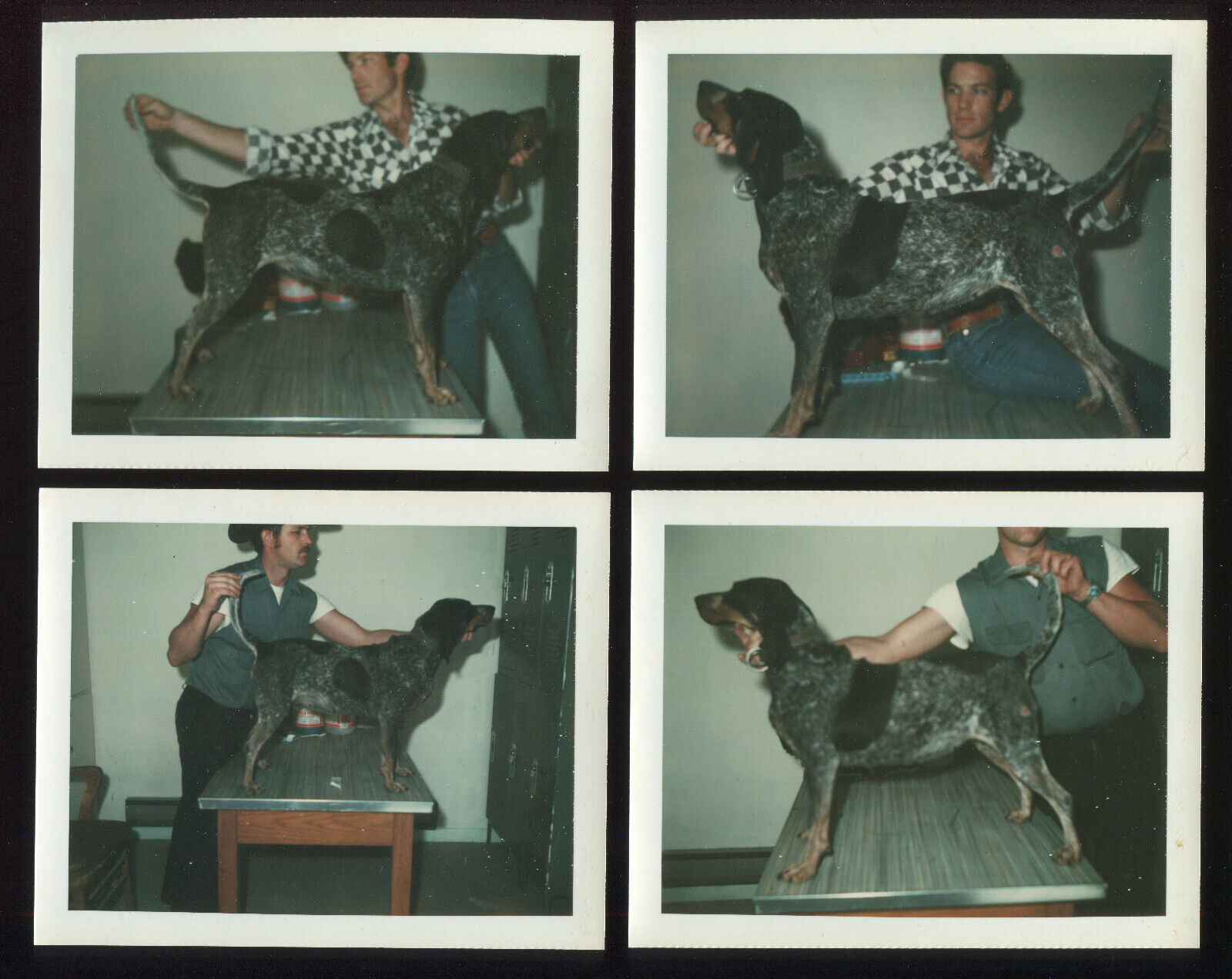 FOUND PHOTO Color Polaroid Lot of 5 Bluetick Coonhound Show Dog 70s Snapshot VTG