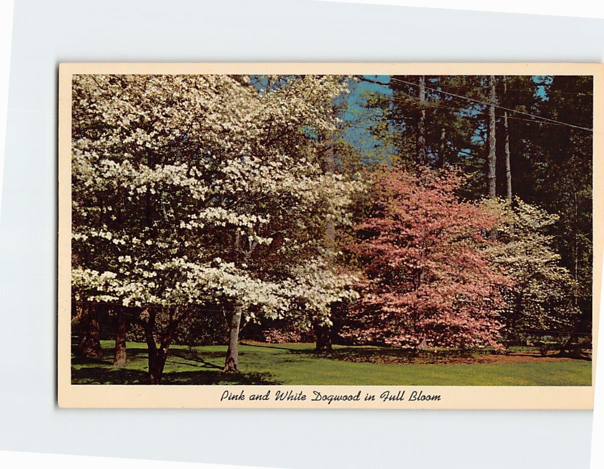 Postcard Pink And White Dogwood In Full Bloom