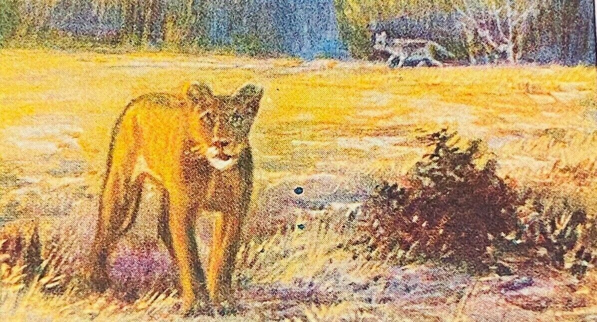 1929 German Cigarette Card Hunting Animals w/ Carl Hagenbeck #51 Lion Lioness 