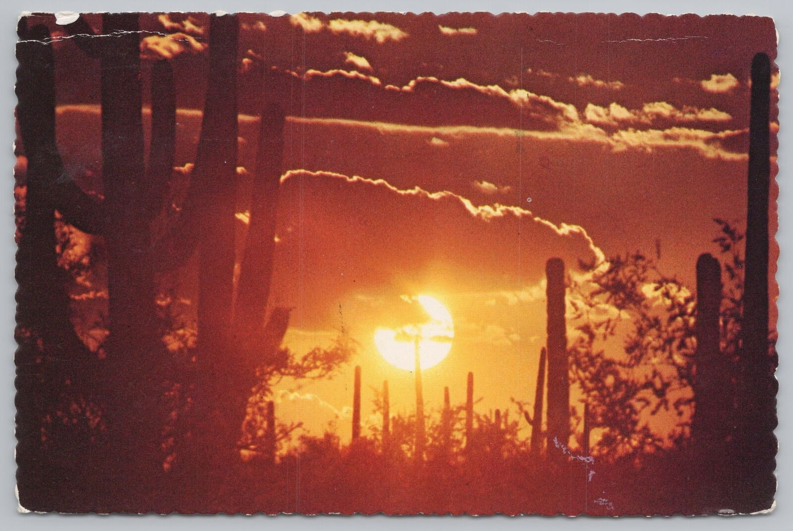 State View~Desert Scene At Sundown~Continental Postcard
