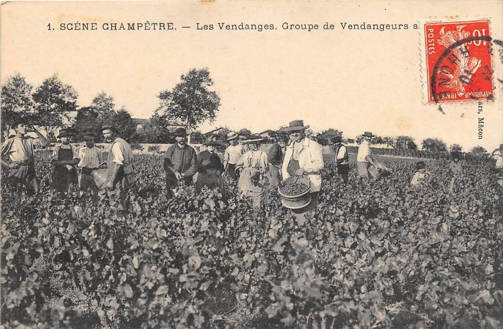 CPA 71 SCENE CHAMPETRE LES VENDANGES GROUP OF HARVESTERS A MACON (BEAUTIFUL ANIMAT