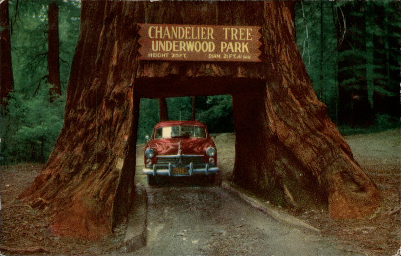 Leggett California Chandler Drive-thru tree 1950s car redwood vintage postcard