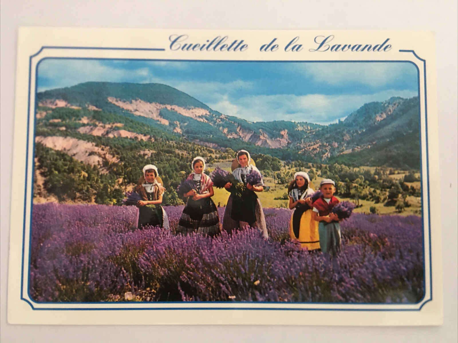Cueillette De La Lavande France Postcard