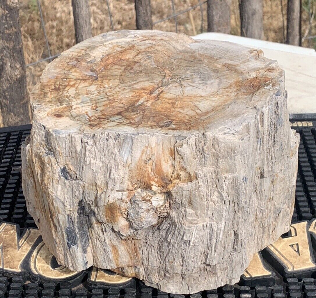 🍀RR⛏️: Rough Woodworthia Petrified Wood, Full Round, NE AZ. 13 Lb