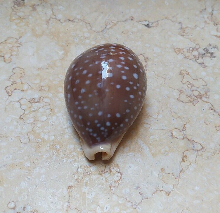 F Cypraea camelopardalis Sea Shells Cypraeida 74.5 mm F++++ F+++ lyncina glossy