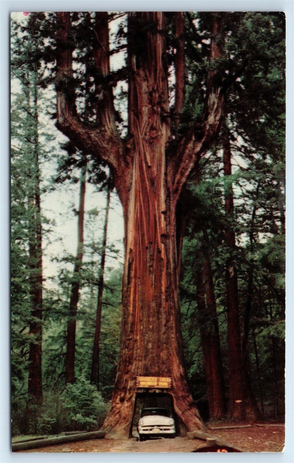 Postcard Chandelier Drive-Thru Tree, California J122