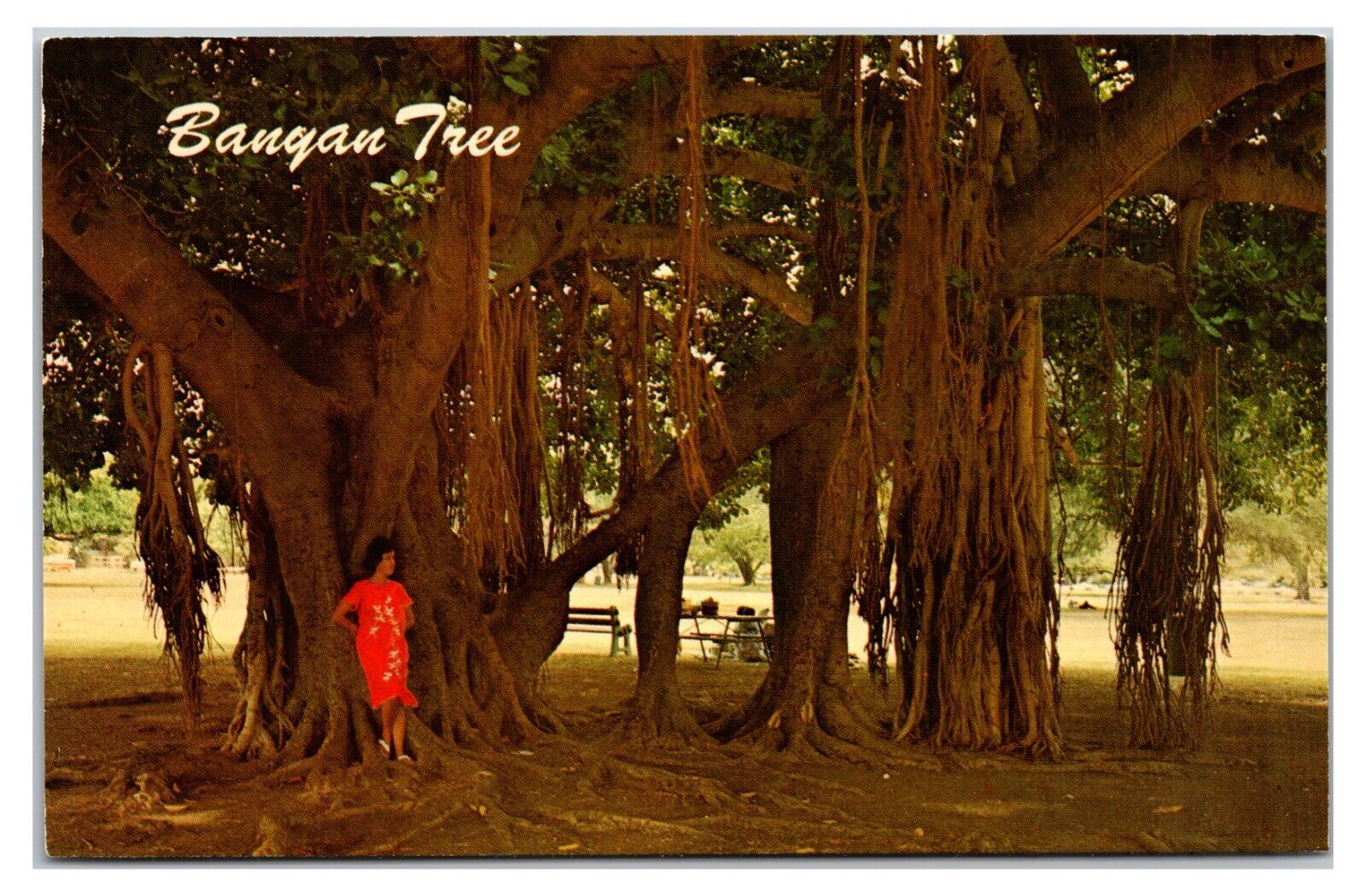 Vintage 1950s - Banyan Tree, Hawaii Postcard (UnPosted)