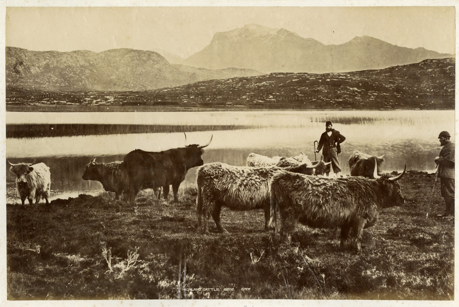 G.W.W. England, Highland Cattle Vintage Albumen Print.  Albumin Print  