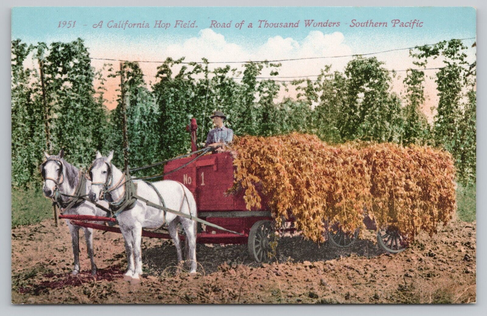 Postcard A California Hop Field Road of a Thousand Wonders Southern Pacific