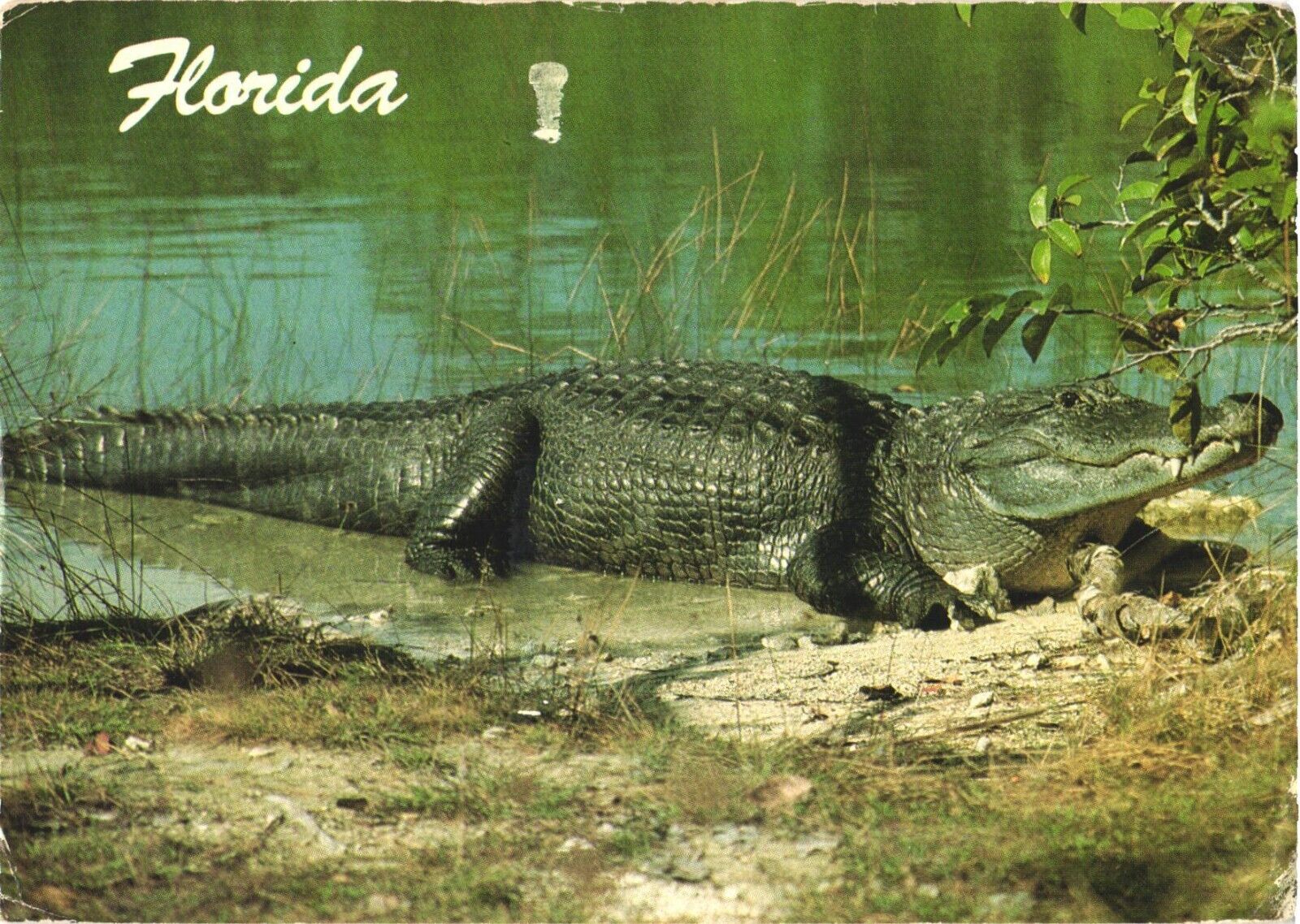Alligator Chilling On The Swamp In Florida, They Grow \'em Big Here Postcard