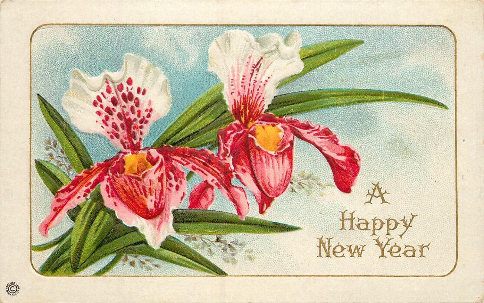 Embossed New Years Wishes Postcard Stecher 257A Cattleya Orchids Unposted