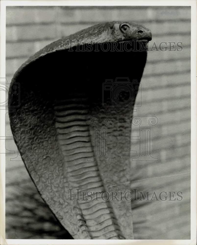 1970 Press Photo View of snake - hpa40949