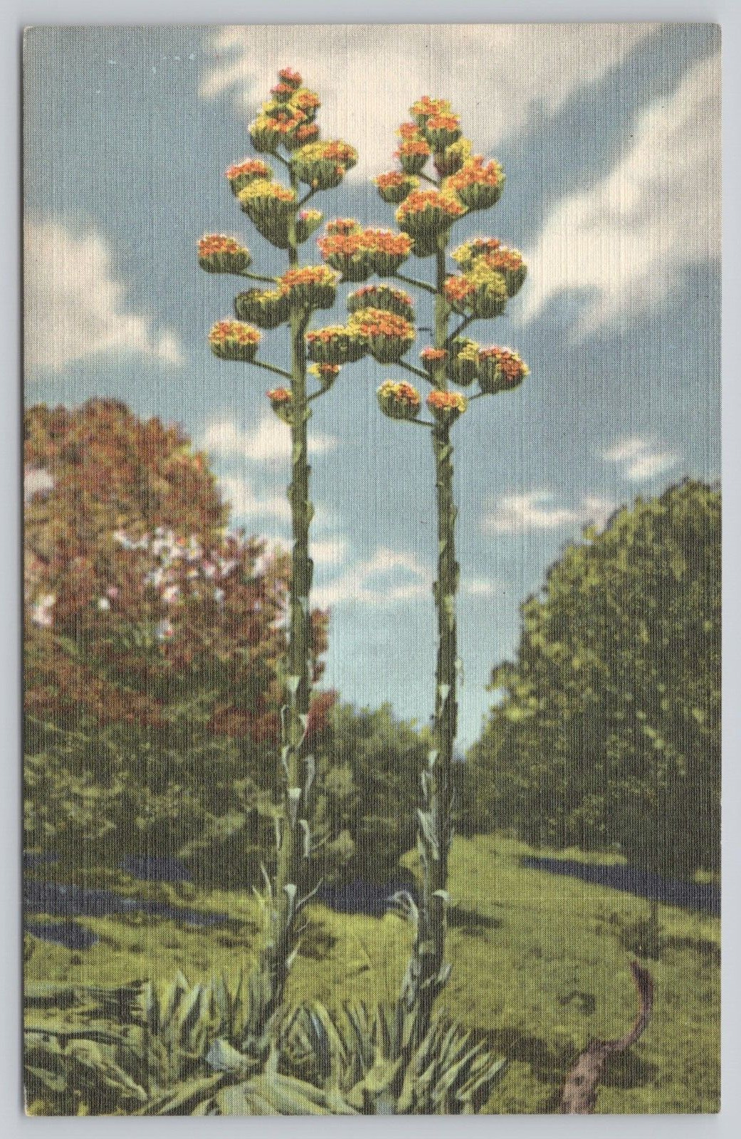 Postcard Century Plant Agave Americanus Southwest Linen