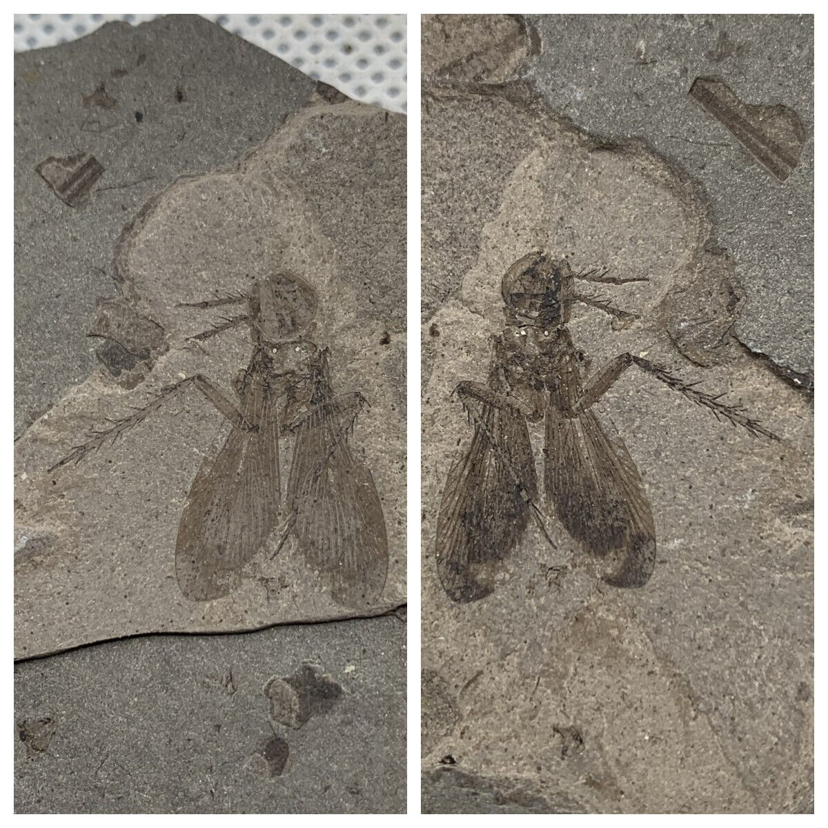 A pair of exquisite insect fossils from the Jurassic Daohugou period