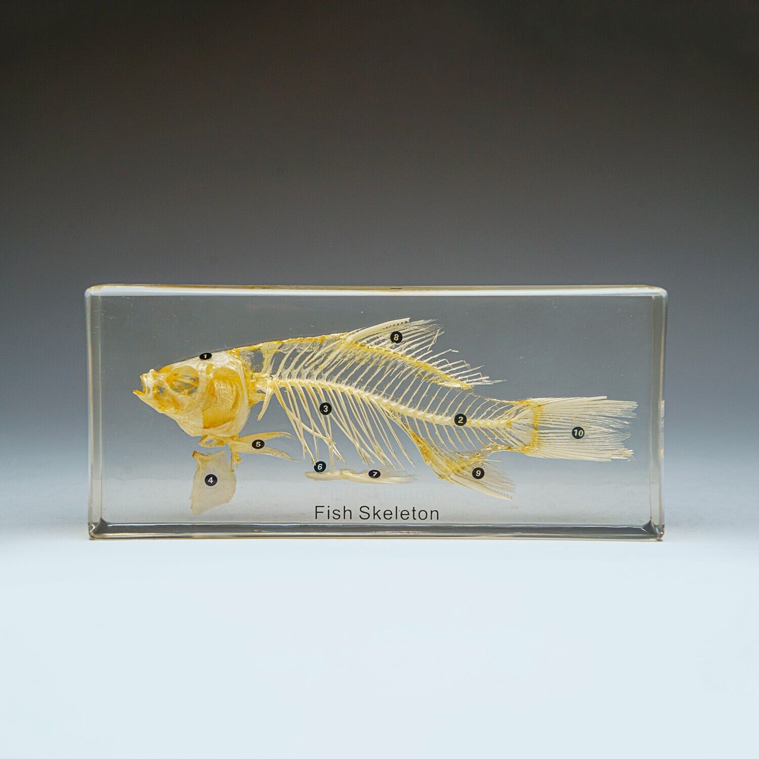 Large Fish Skeleton in Lucite Box