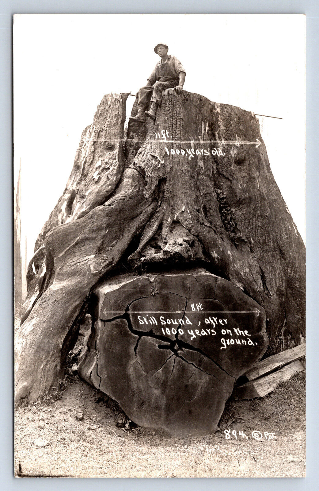 Vintage RPPC California Giant Tree Still Sound After 1000 Years on Ground P12