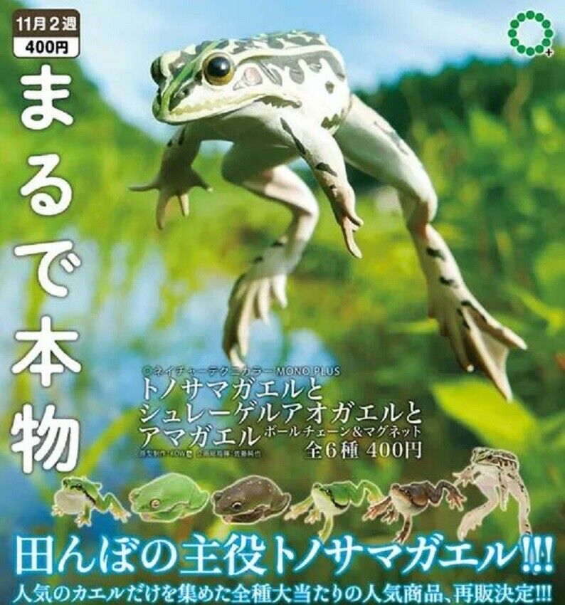 NTC MONO + Tonosama Frog, Schlegel Green Tree Frog Gacha Capsule Japan CA1