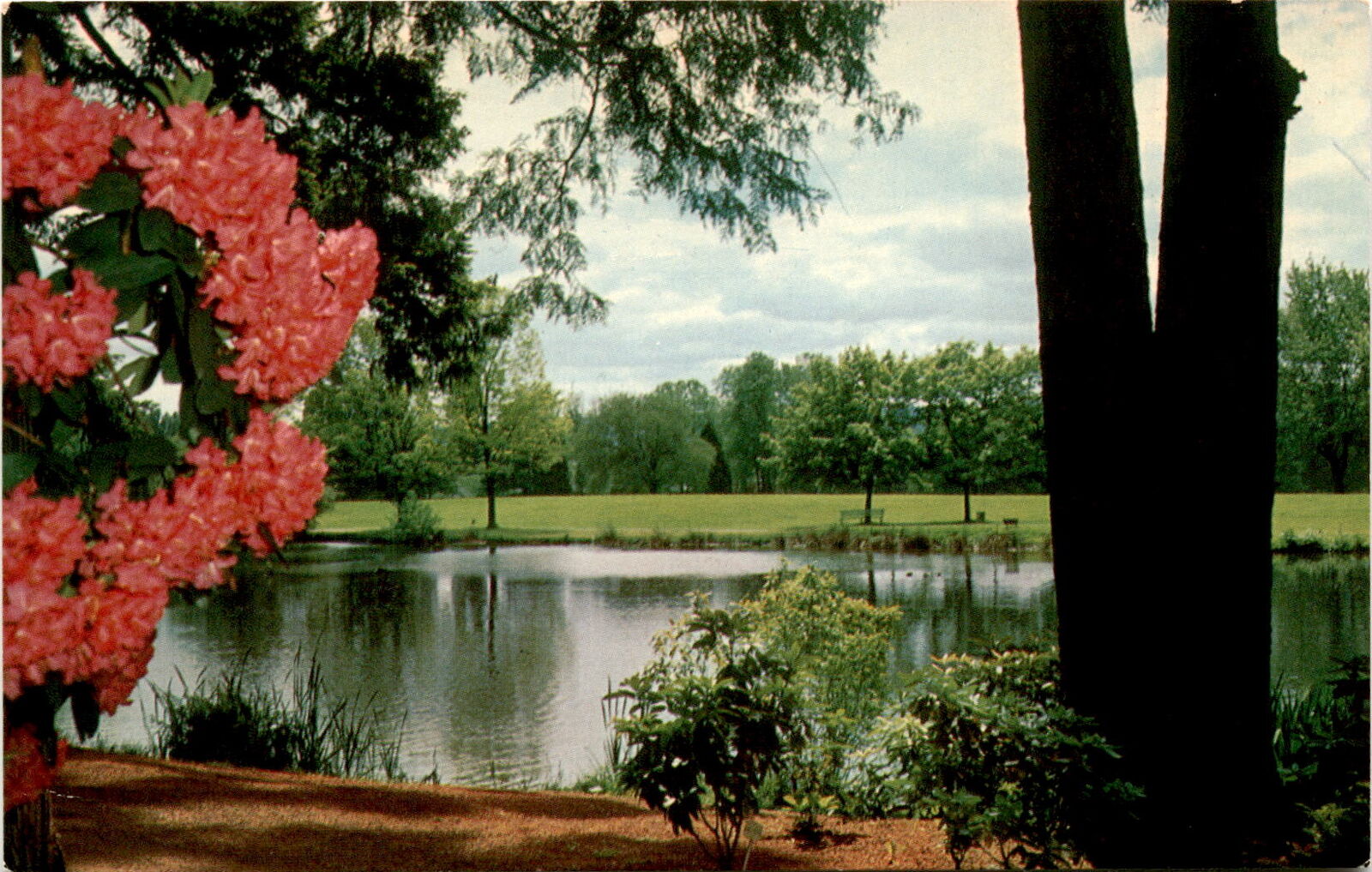 Vintage 1969 Rhododendrons Postcard Eastmoreland Park Portland OR
