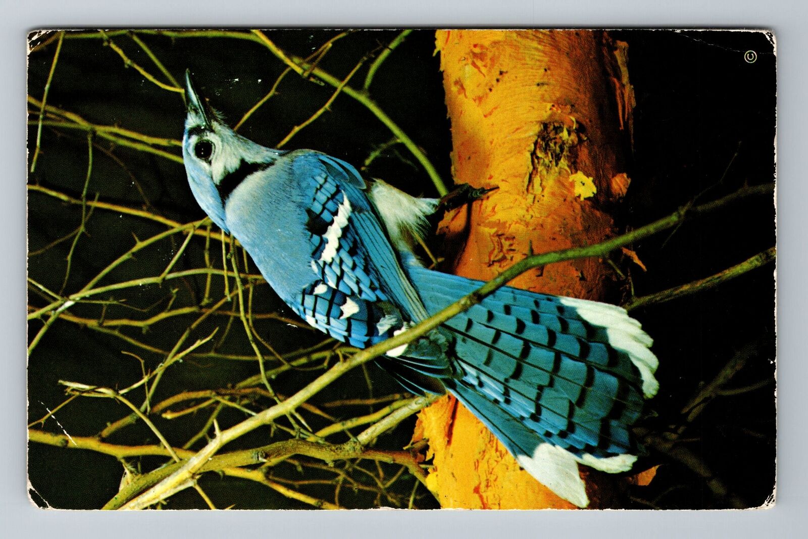 Blue Jay, Bird, Animals, Vintage Postcard
