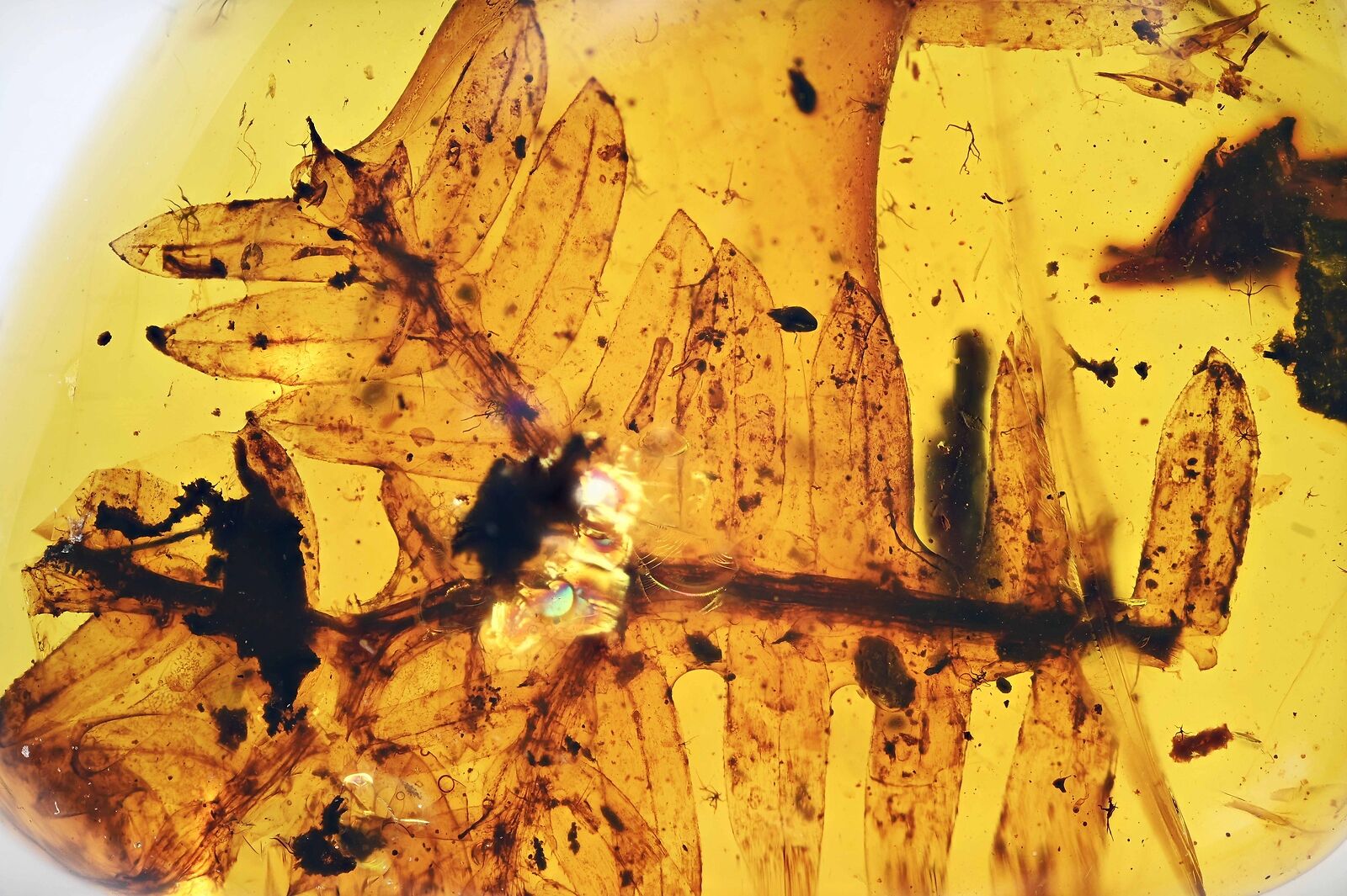 Nice Botanical compound leaf, Fossil inclusion in Burmese Amber