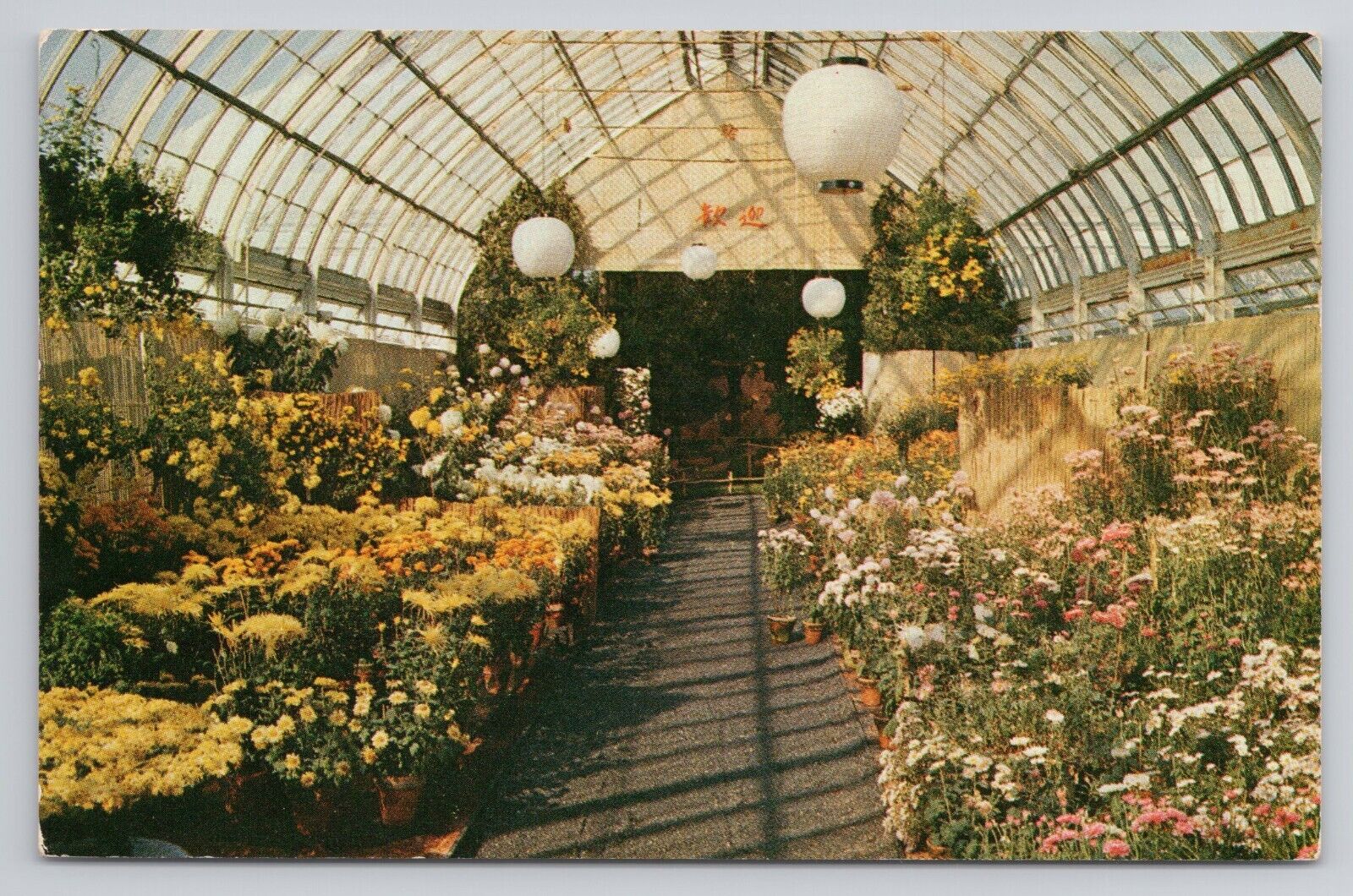 Postcard Chrysanthemum Show New York Botanical Garden