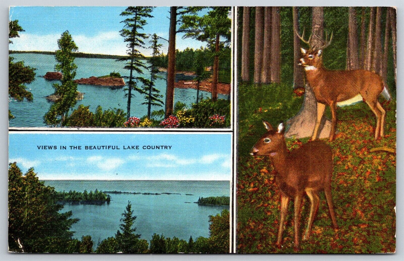 Postcard Views In The Beautiful Lake Country Deer Forest