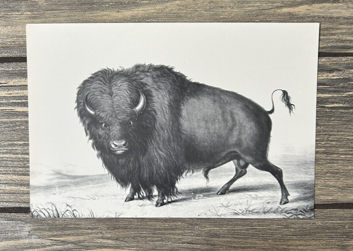 Vintage Olin Art Gallery Buffalo Postcard George Catlin North American Indian 