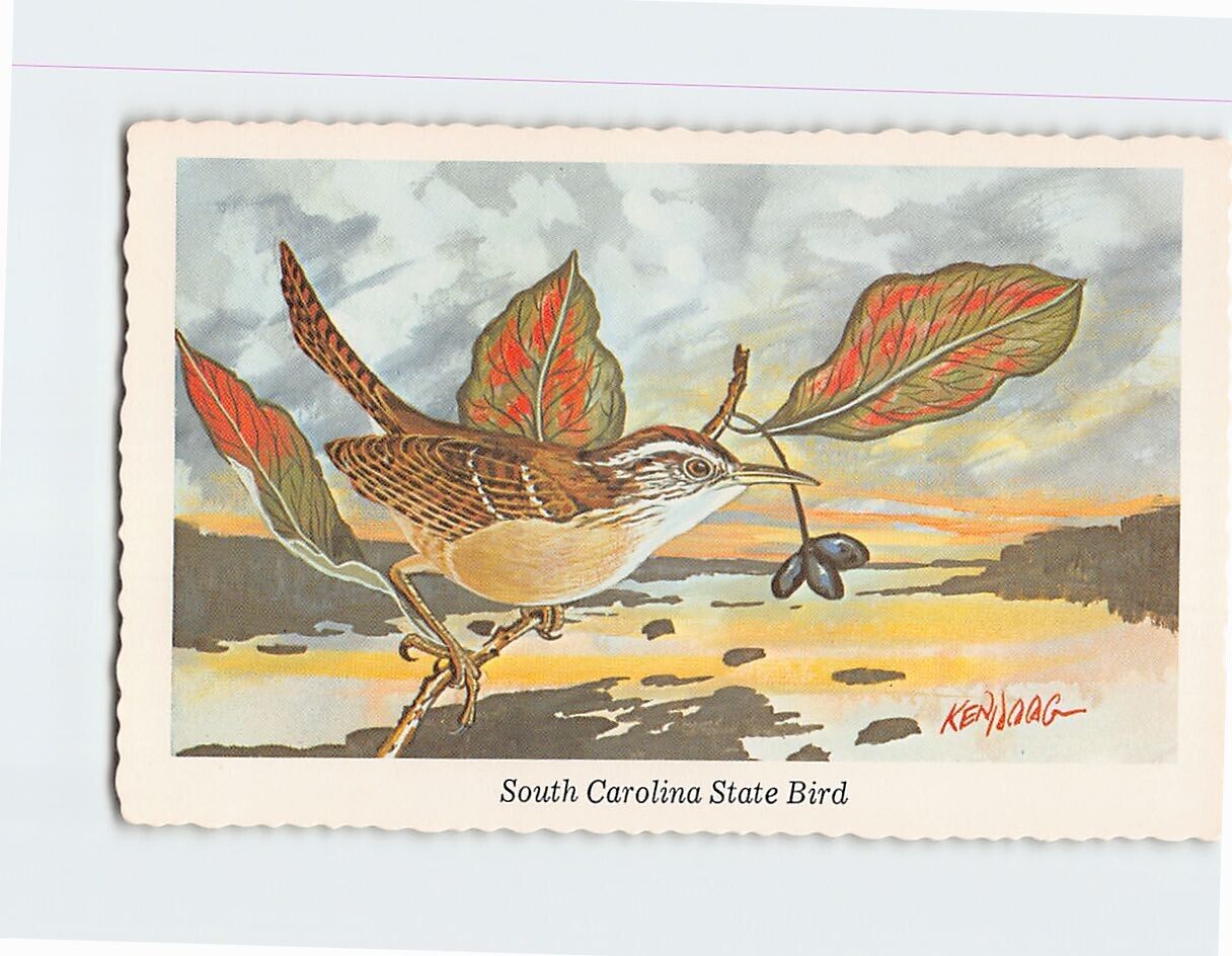 Postcard Carolina Wren South Carolina State Bird South Carolina USA