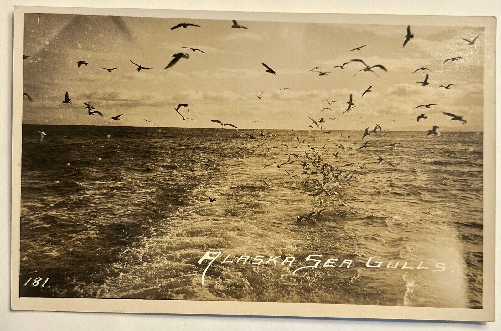 Alaska Seagulls. Ocean. Real Photo Postcard. RPPC 1904-1918