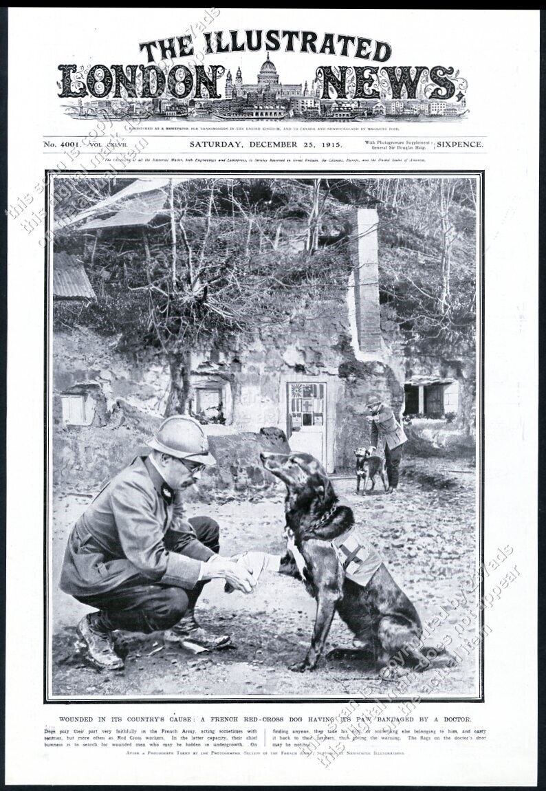 1915 Labrador Retreiver WWI war wounded Red Cross dog photo ILN framing cover
