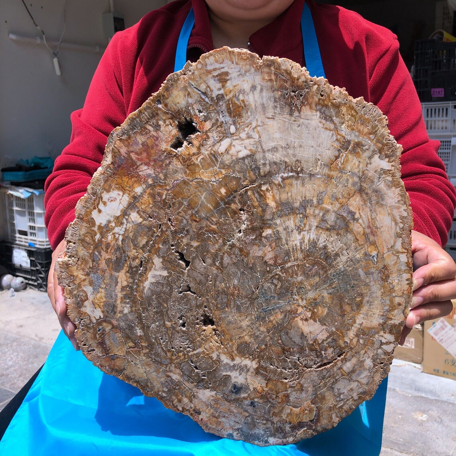15.68LB Large Natural Petrified Wood Crystal Fossil Slice Shape Specimen Healing
