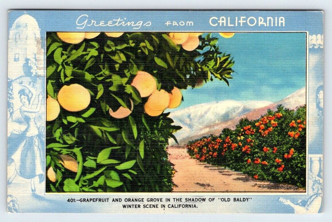 Grapefruit & Orange Grove Greetings From California Vintage Linen Postcard AF524
