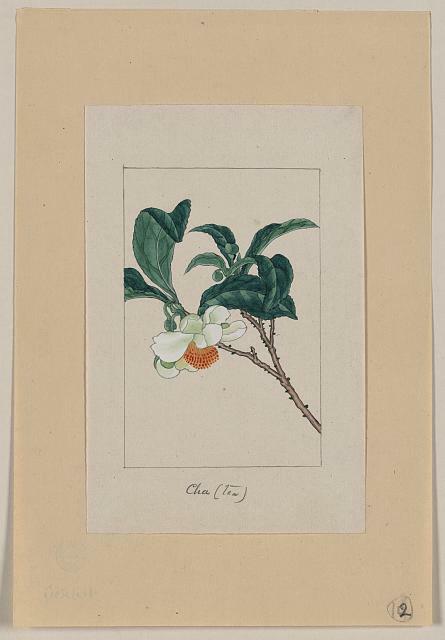 Photo of Cha,Tea,Agriculture,Shrubs,Japan,Branch,Blossoms,Leaves,1878,Tea Tree